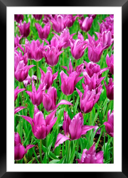 Field of Purple Tulip Flowers Framed Mounted Print by Neil Overy