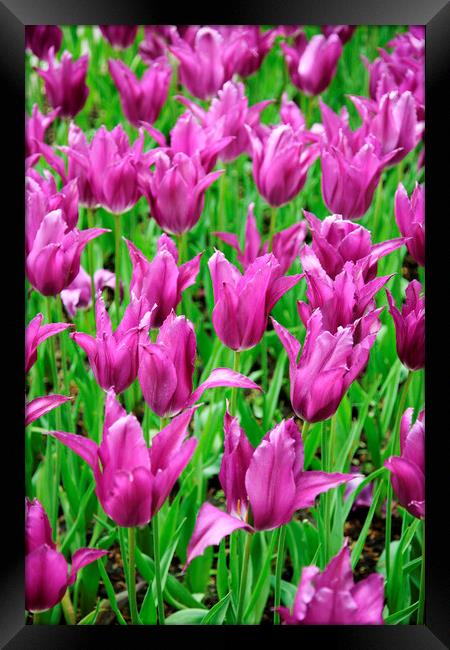 Field of Purple Tulip Flowers Framed Print by Neil Overy