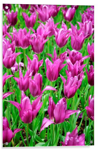 Field of Purple Tulip Flowers Acrylic by Neil Overy