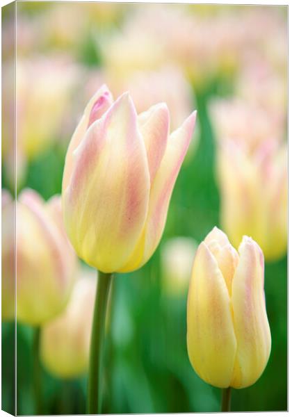 White and Pink Tulip Flower Canvas Print by Neil Overy