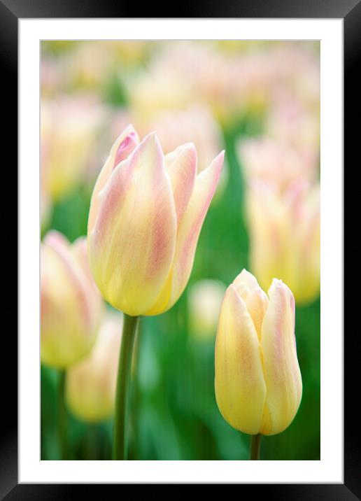 White and Pink Tulip Flower Framed Mounted Print by Neil Overy