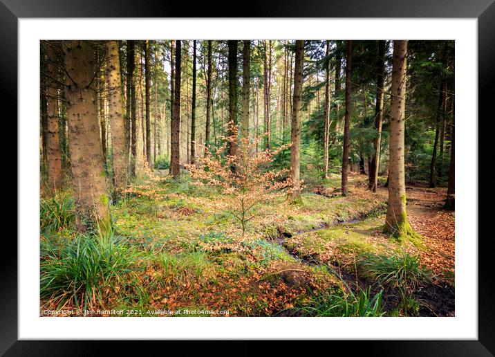 Forest in Spring Framed Mounted Print by jim Hamilton