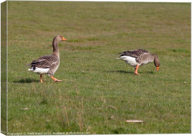 Greylag Geese in Sussex. Canvas Print by Mark Ward