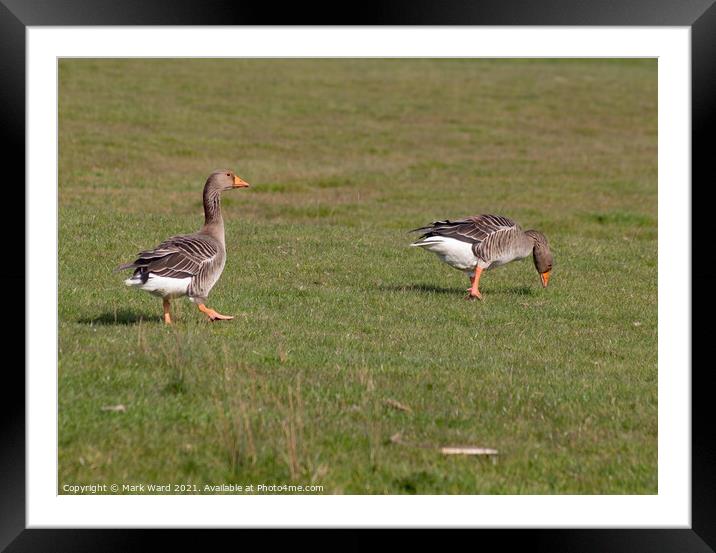 Greylag Geese in Sussex. Framed Mounted Print by Mark Ward