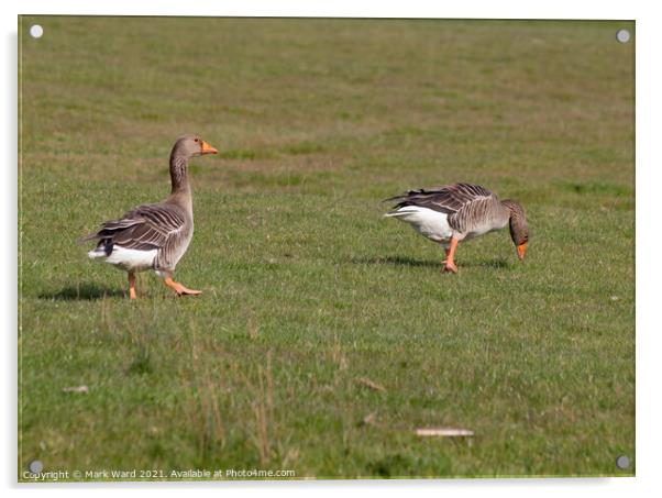 Greylag Geese in Sussex. Acrylic by Mark Ward