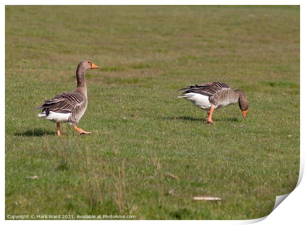 Greylag Geese in Sussex. Print by Mark Ward