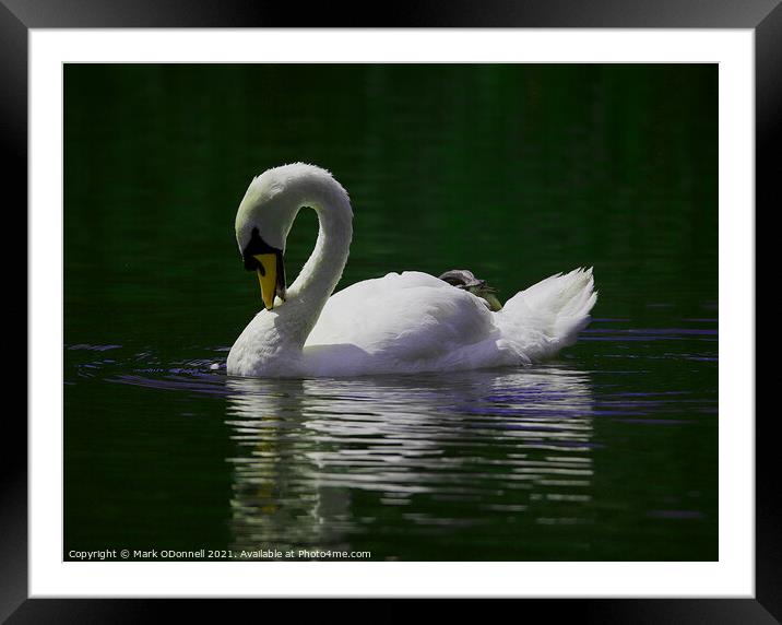 Swan in motion Framed Mounted Print by Mark ODonnell