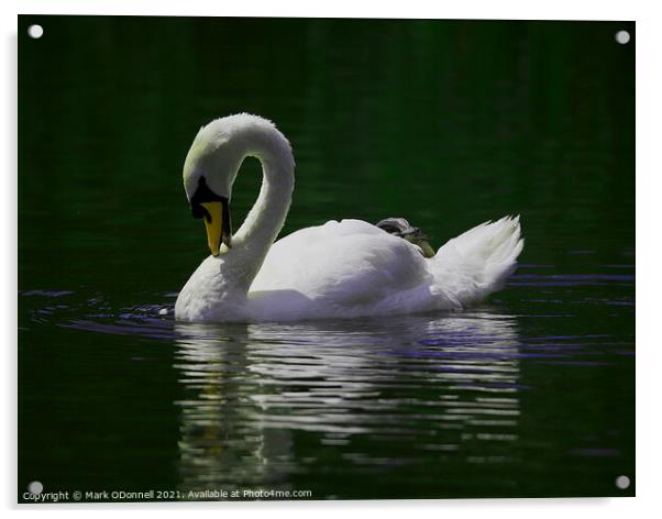 Swan in motion Acrylic by Mark ODonnell