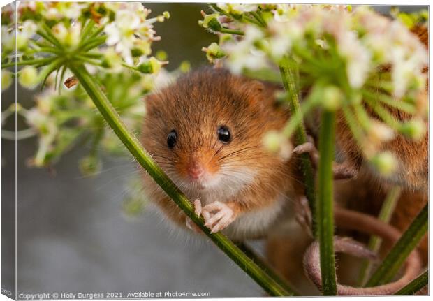 Petite Harvest Mouse Amidst Cereal Crops Canvas Print by Holly Burgess