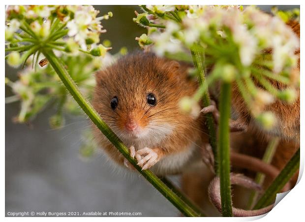 Petite Harvest Mouse Amidst Cereal Crops Print by Holly Burgess