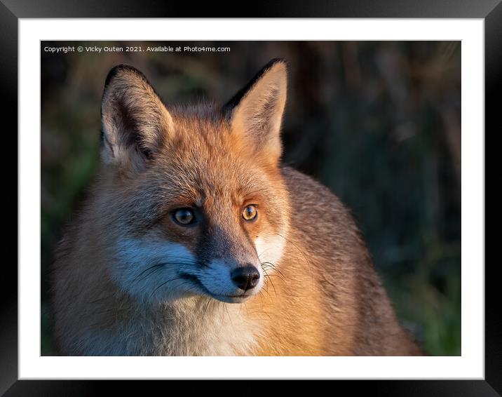 Fox in the early morning sun Framed Mounted Print by Vicky Outen