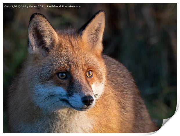 Fox in the early morning sun Print by Vicky Outen