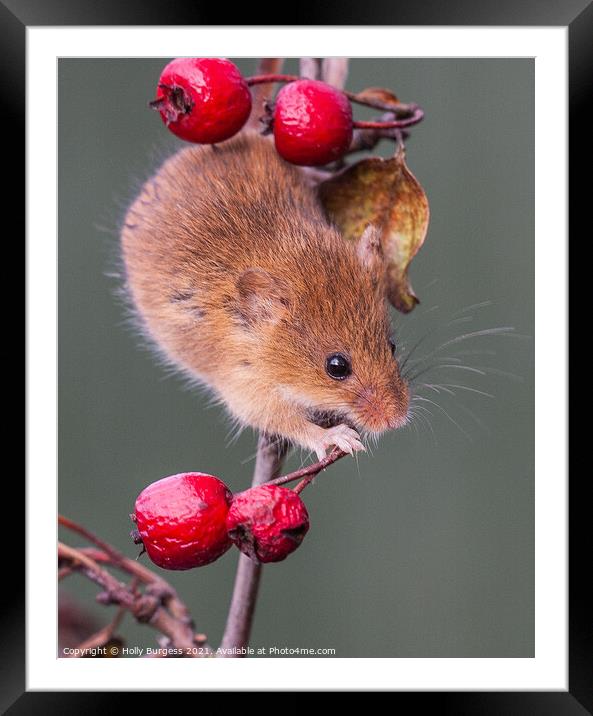 'The Graceful Harvest Mouse: An Enchanting Portrai Framed Mounted Print by Holly Burgess