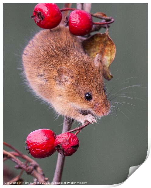 'The Graceful Harvest Mouse: An Enchanting Portrai Print by Holly Burgess