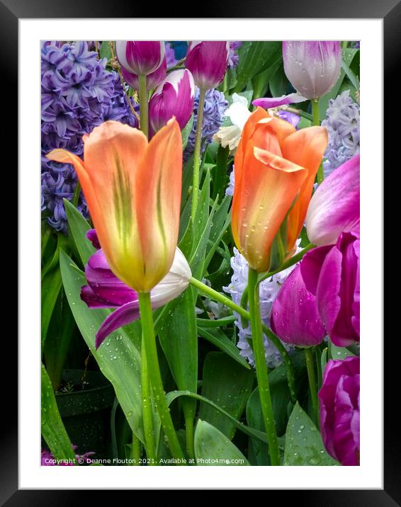 Bold and Vibrant Tulip Garden Framed Mounted Print by Deanne Flouton
