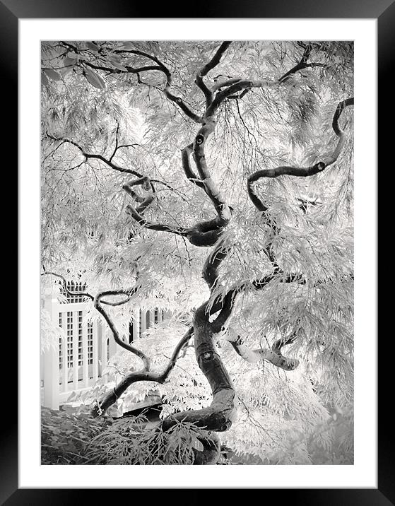 dream tree Framed Mounted Print by Dorit Fuhg