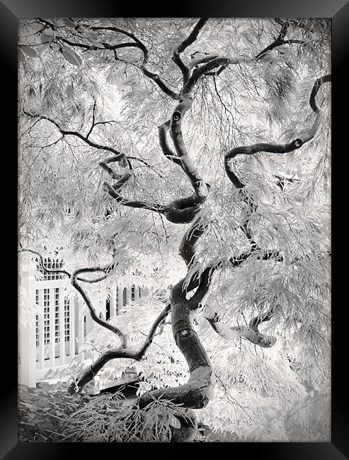 dream tree Framed Print by Dorit Fuhg