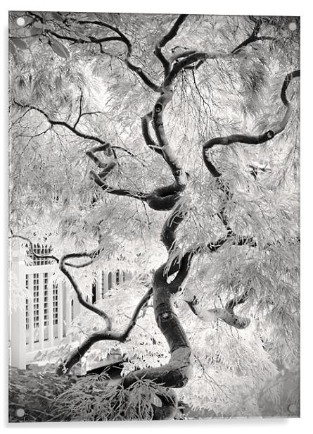dream tree Acrylic by Dorit Fuhg