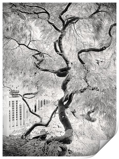dream tree Print by Dorit Fuhg