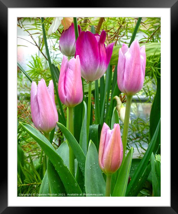 Graceful Pink Tulips Framed Mounted Print by Deanne Flouton