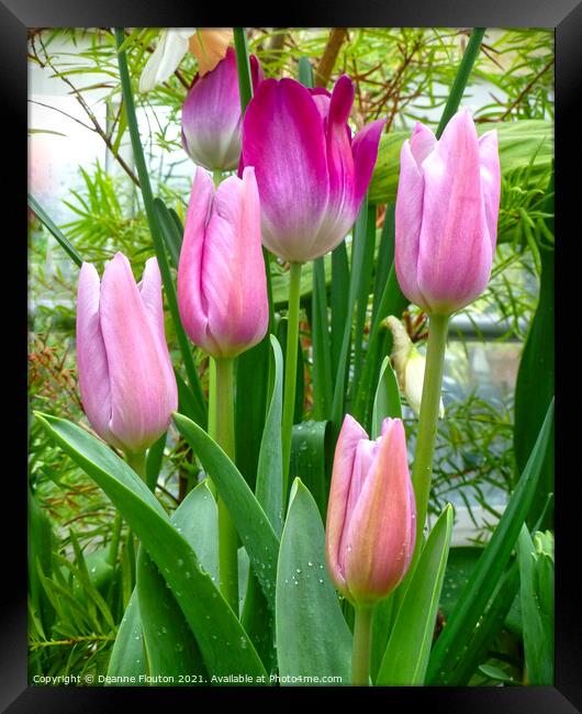 Graceful Pink Tulips Framed Print by Deanne Flouton