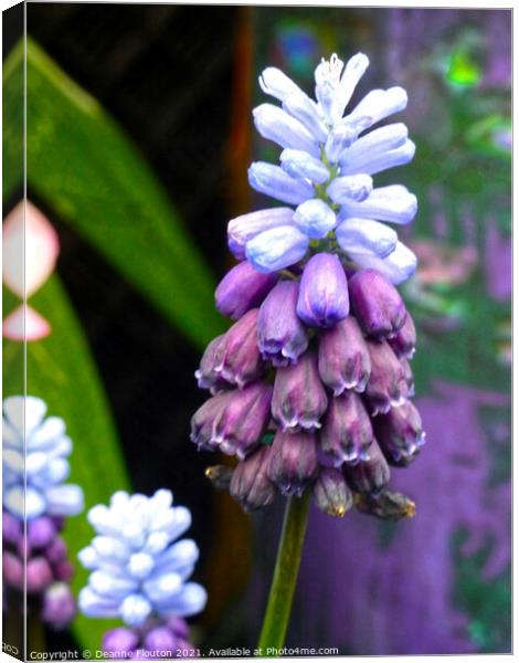  Muscari Bells in Blue and Purple Canvas Print by Deanne Flouton