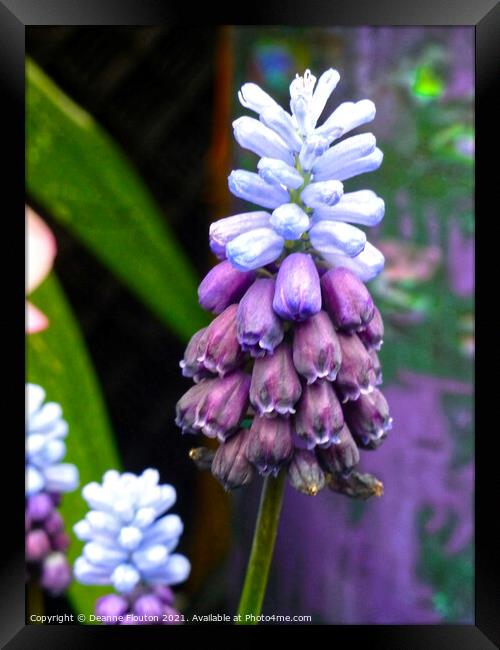 Muscari Bells in Blue and Purple Framed Print by Deanne Flouton