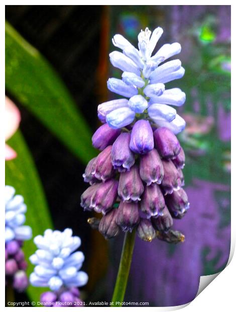  Muscari Bells in Blue and Purple Print by Deanne Flouton