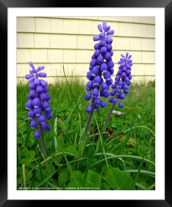 Delicate Muscari Trio Framed Mounted Print by Deanne Flouton