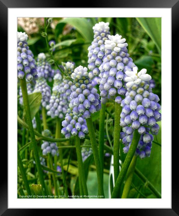 Graceful and Fragrant Lavender Muscari Framed Mounted Print by Deanne Flouton