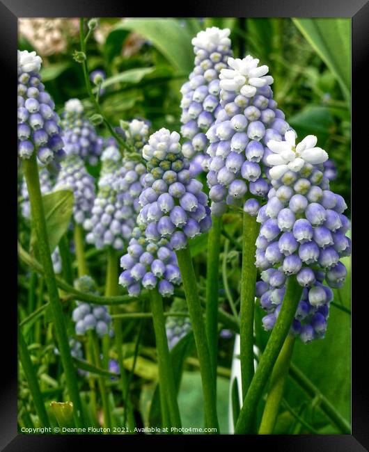 Graceful and Fragrant Lavender Muscari Framed Print by Deanne Flouton
