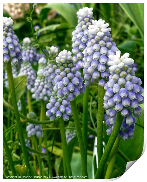 Graceful and Fragrant Lavender Muscari Print by Deanne Flouton