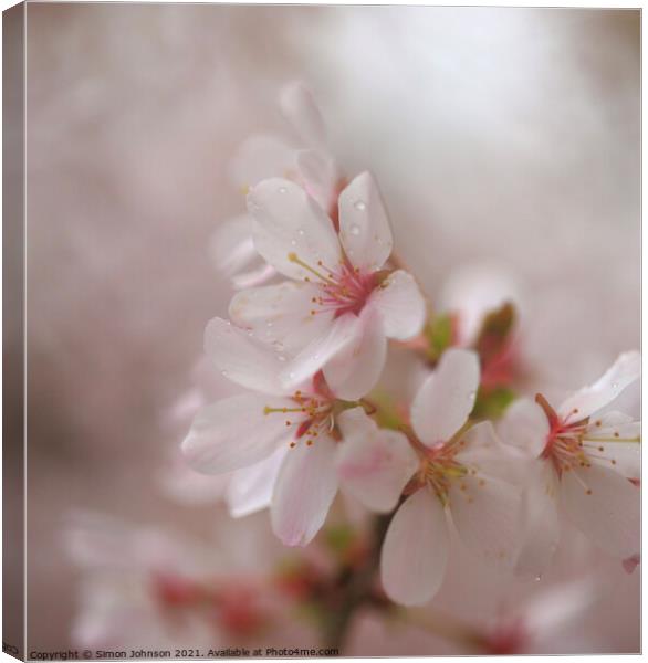 A close up of Spring Cherry Blossom Canvas Print by Simon Johnson
