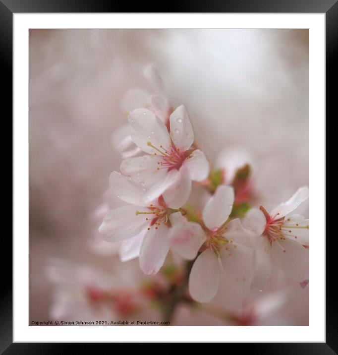 A close up of Spring Cherry Blossom Framed Mounted Print by Simon Johnson