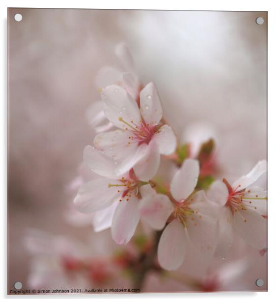A close up of Spring Cherry Blossom Acrylic by Simon Johnson