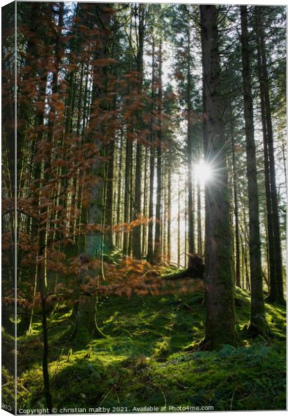 The forest  Canvas Print by christian maltby