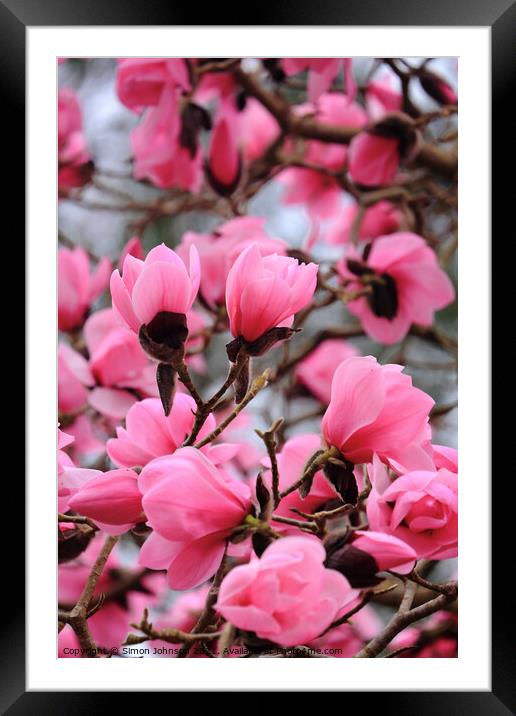 spring Magnolia Flowers Framed Mounted Print by Simon Johnson