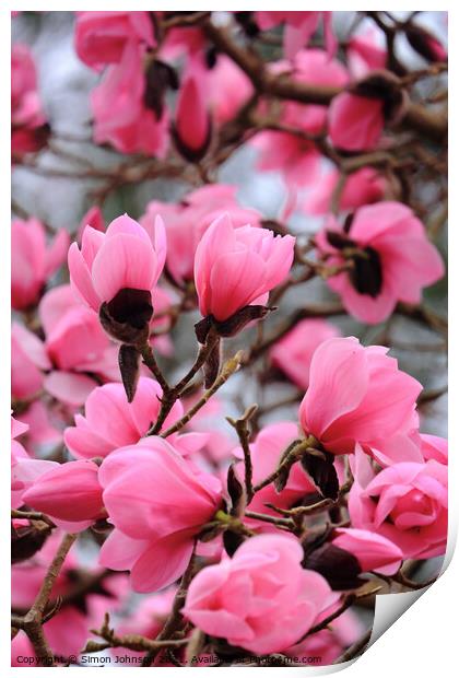 spring Magnolia Flowers Print by Simon Johnson