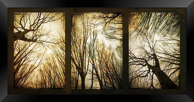 treeology Framed Print by Dorit Fuhg
