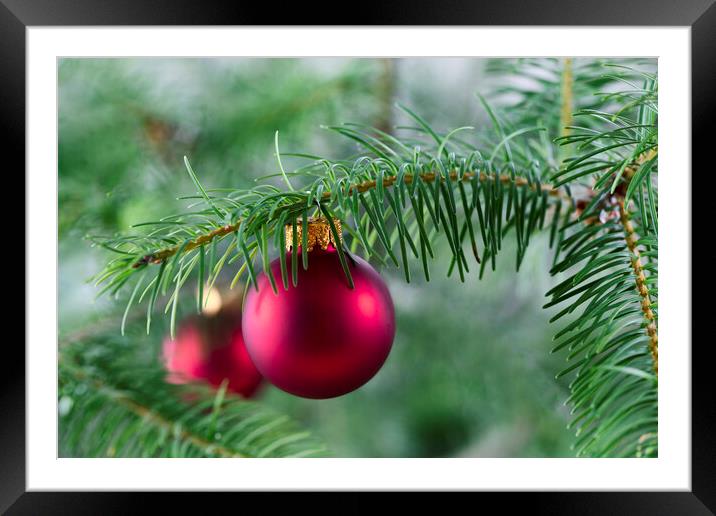 Close up of a red Christmas ornament hanging from a real fir tre Framed Mounted Print by Thomas Baker