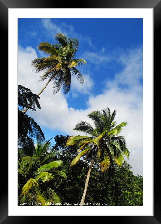 Tropical palm trees looking to the sky Framed Mounted Print by Ann Biddlecombe