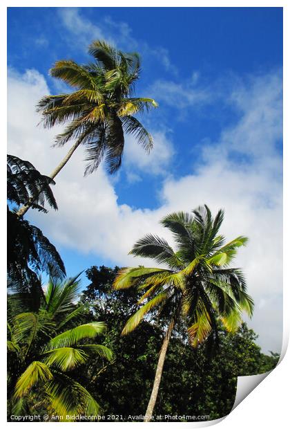 Tropical palm trees looking to the sky Print by Ann Biddlecombe