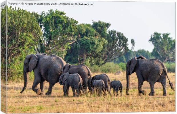 Elephants on the move, Uganda Canvas Print by Angus McComiskey
