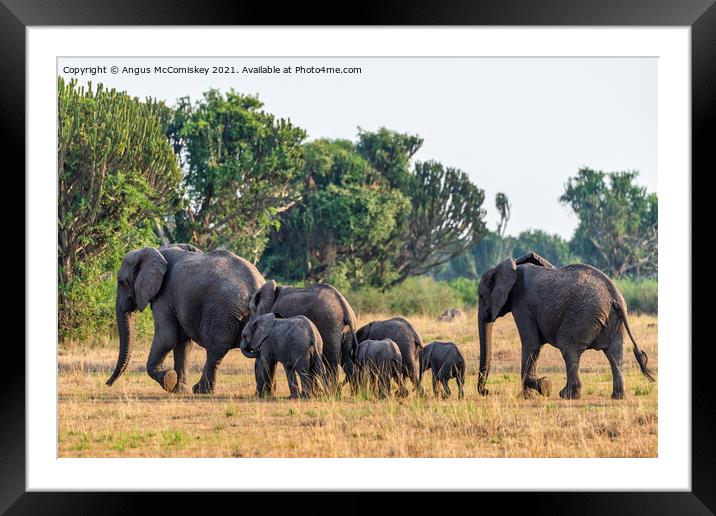 Elephants on the move, Uganda Framed Mounted Print by Angus McComiskey