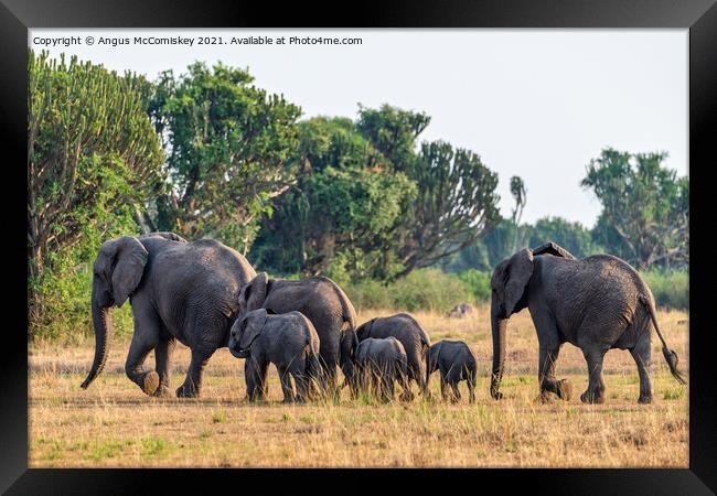 Elephants on the move, Uganda Framed Print by Angus McComiskey