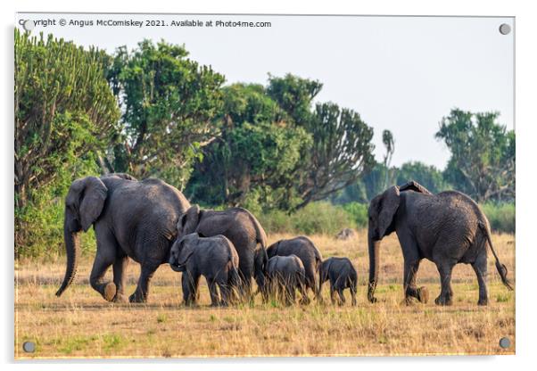 Elephants on the move, Uganda Acrylic by Angus McComiskey