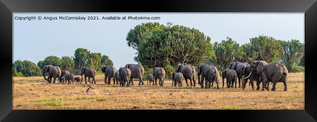 Elephants on the move panorama, Uganda Framed Print by Angus McComiskey
