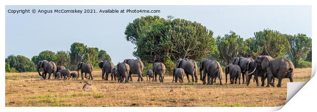 Elephants on the move panorama, Uganda Print by Angus McComiskey