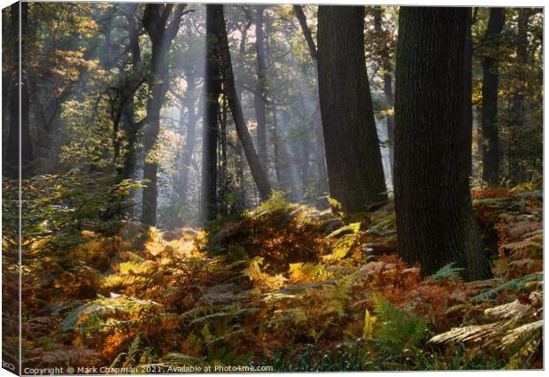 Misty woodland shafts of sunlight, Swithland Woods Canvas Print by Photimageon UK