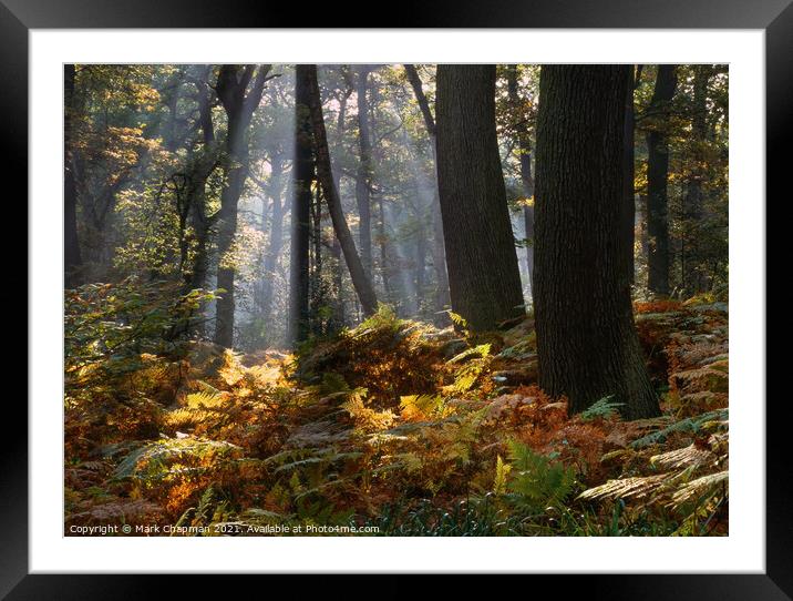 Misty woodland shafts of sunlight, Swithland Woods Framed Mounted Print by Photimageon UK